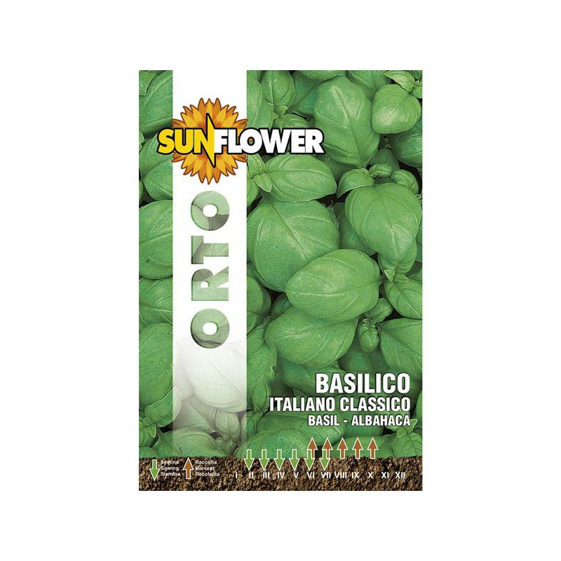 SEMENTI BASILICO ITALIANO CLASSICO       SUNFLOWER