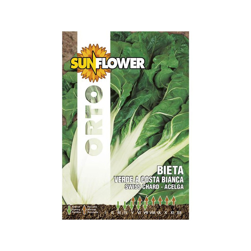 SEMENTI BIETOLA COSTA BIANCA             SUNFLOWER