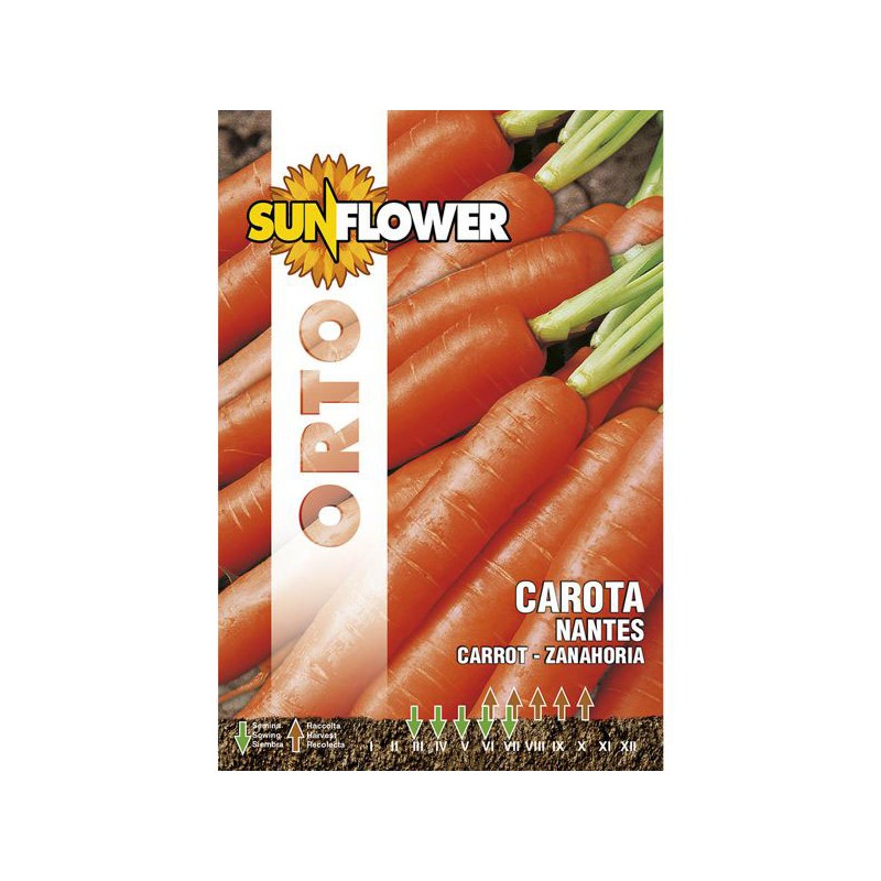 SEMENTI CAROTA NANTES                    SUNFLOWER