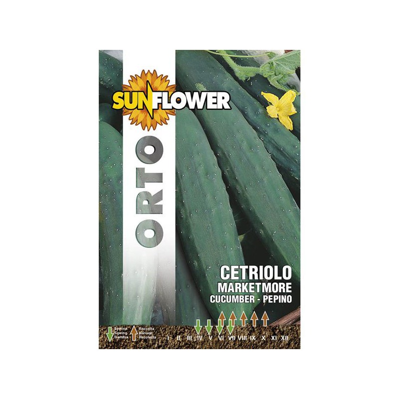 SEMENTI CETRIOLO MARKETMORE              SUNFLOWER