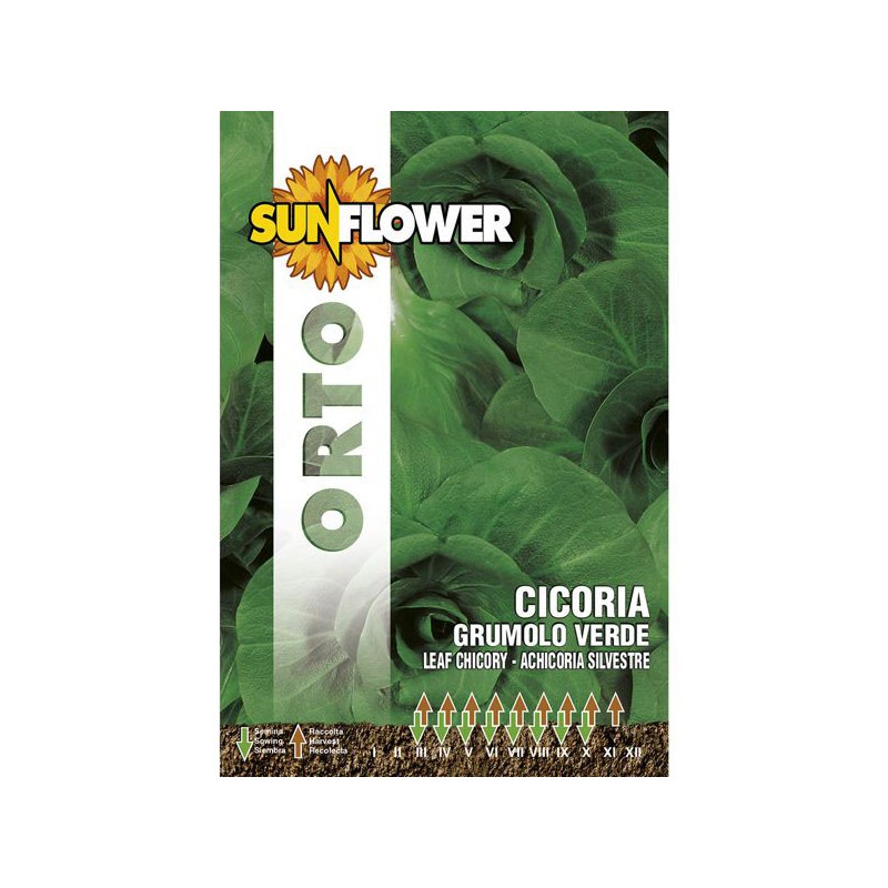 SEMENTI CICORIA GRUMULO VERDE            SUNFLOWER