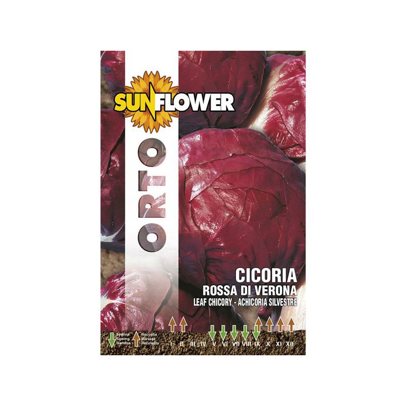 SEMENTI CICORIA ROSSA DI VERONA          SUNFLOWER