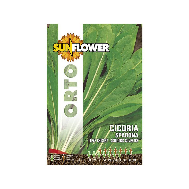 SEMENTI CICORIA SPADONA SUNFLOWER SEMENTI CICORIA SPADONA SUNFLOWER
