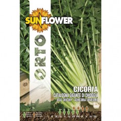 SEMENTI CICORIA GIGANTE DI CHIOGGIA      SUNFLOWER