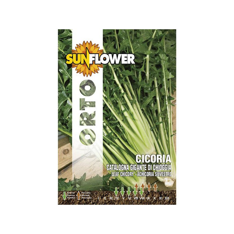 SEMENTI CICORIA GIGANTE DI CHIOGGIA SUNFLOWER SEMENTI CICORIA GIGANTE DI CHIOGGIA SUNFLOWER