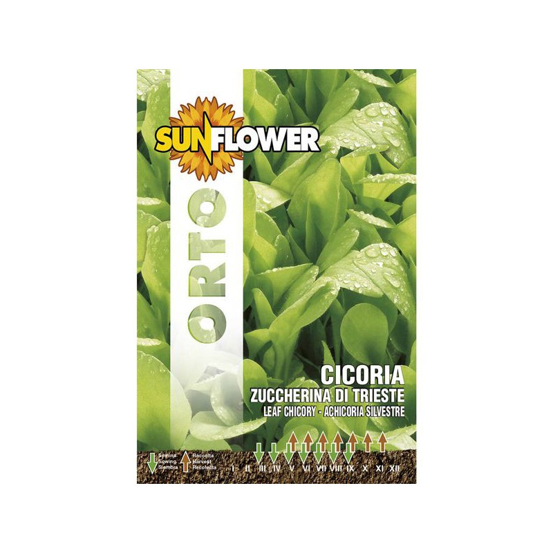 SEMENTI CICORIA ZUCCHERINA DI TRIESTE    SUNFLOWER