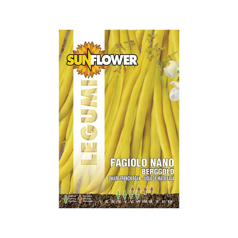 SEMENTI FAGIOLO NANO BERGGOLD            SUNFLOWER