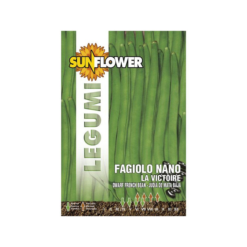SEMENTI FAGIOLO NANO LA VICTOIRE SUNFLOWER SEMENTI FAGIOLO NANO LA VICTOIRE SUNFLOWER