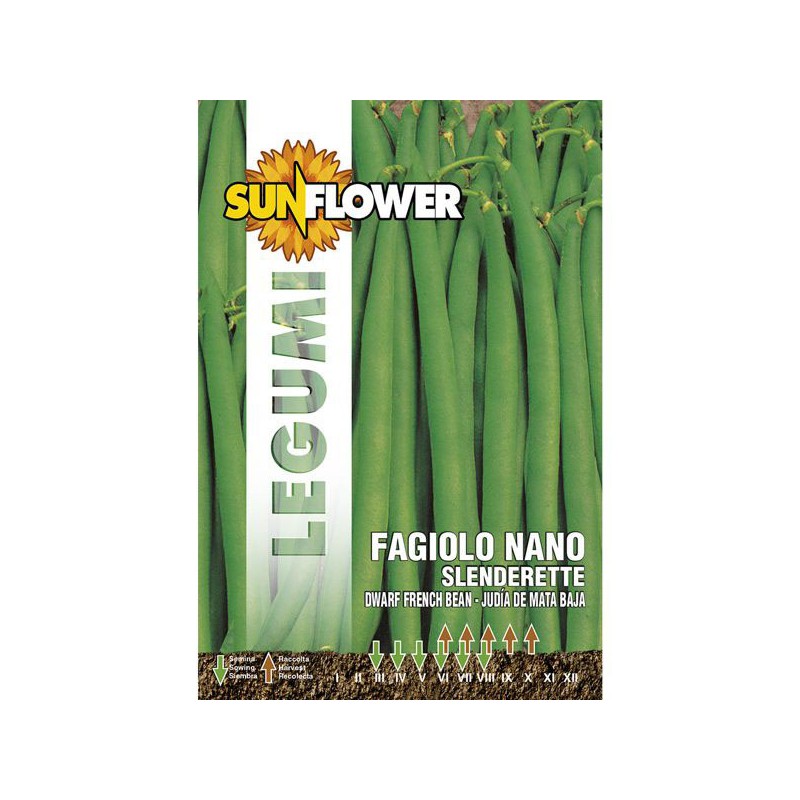 SEMENTI FAGIOLO NANO SLENDERETTE SUNFLOWER SEMENTI FAGIOLO NANO SLENDERETTE SUNFLOWER