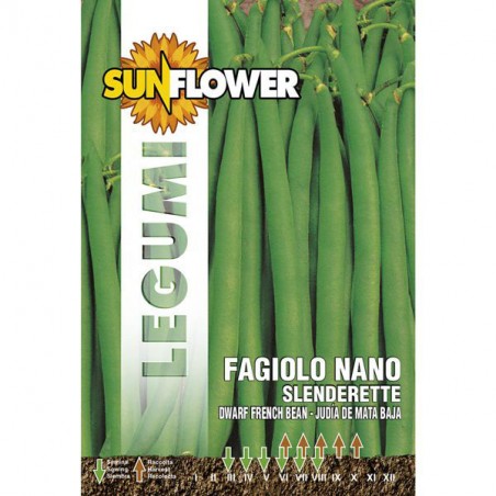 SEMENTI FAGIOLO NANO SLENDERETTE         SUNFLOWER