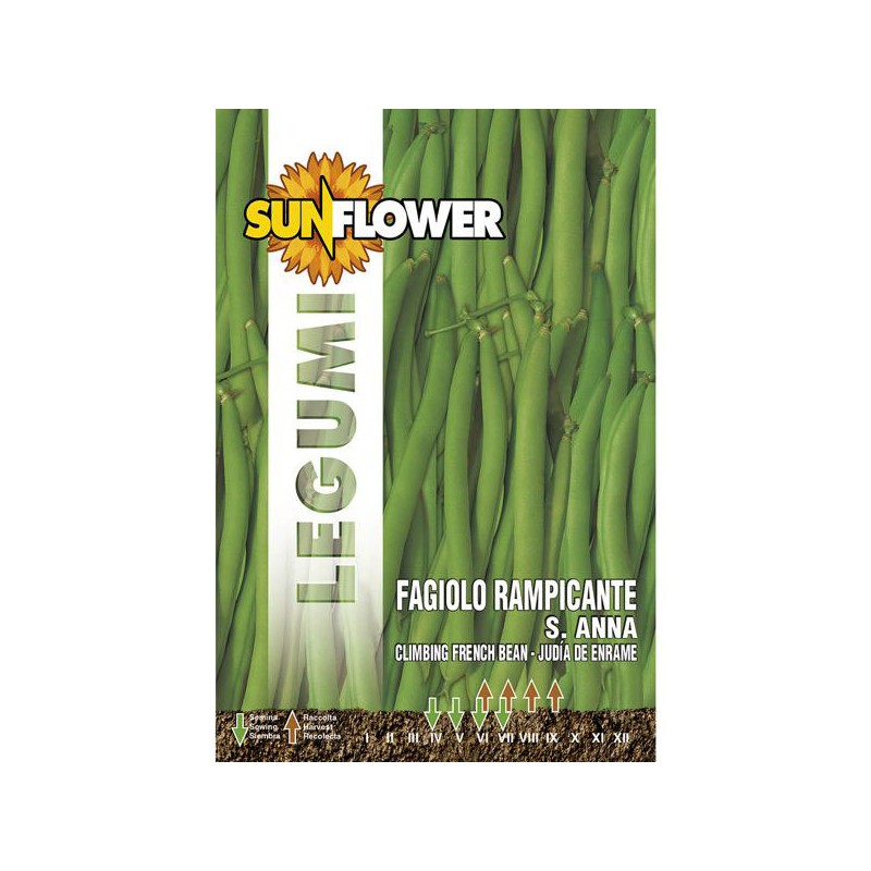 SEMENTI FAGIOLO RAMPICANTE SANT'ANNA SUNFLOWER SEMENTI FAGIOLO RAMPICANTE SANT'ANNA SUNFLOWER