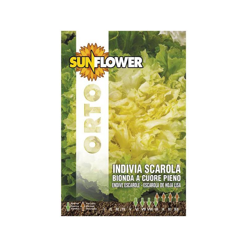 SEMENTI INDIVIA E SCAROLA SUNFLOWER SEMENTI INDIVIA E SCAROLA SUNFLOWER