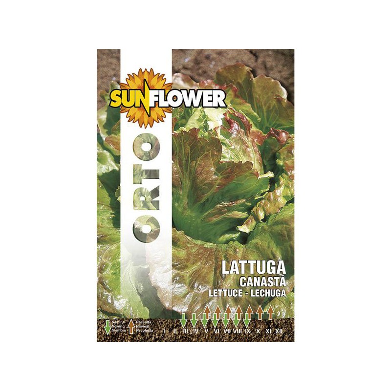 SEMENTI LATTUGA CANASTA                  SUNFLOWER