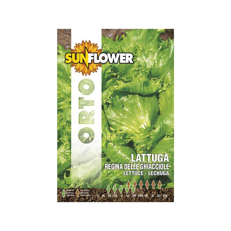 SEMENTI LATTUGA REGINA DELLE GHIACCIOLE SUNFLOWER SEMENTI LATTUGA REGINA DELLE GHIACCIOLE SUNFLOWER