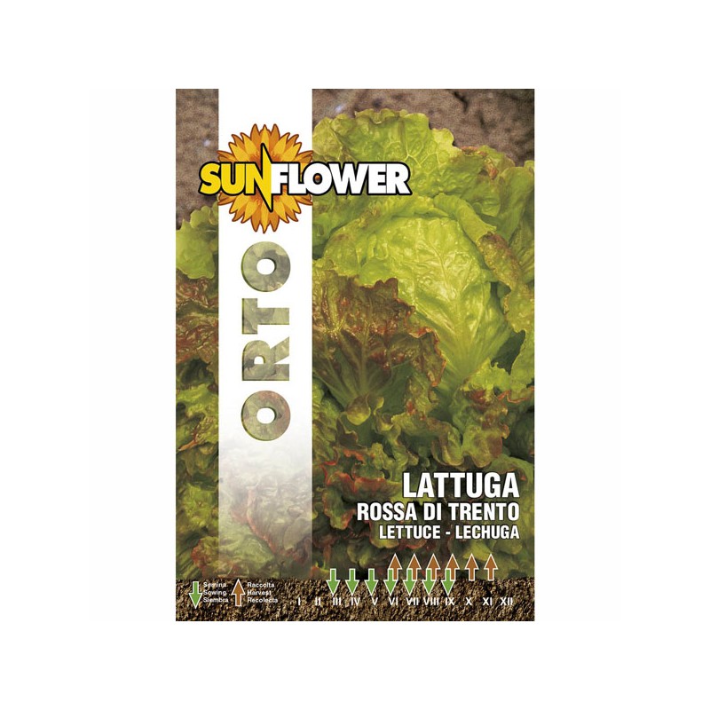 SEMENTI LATTUGA ROSSA DI TRENTO SUNFLOWER SEMENTI LATTUGA ROSSA DI TRENTO SUNFLOWER