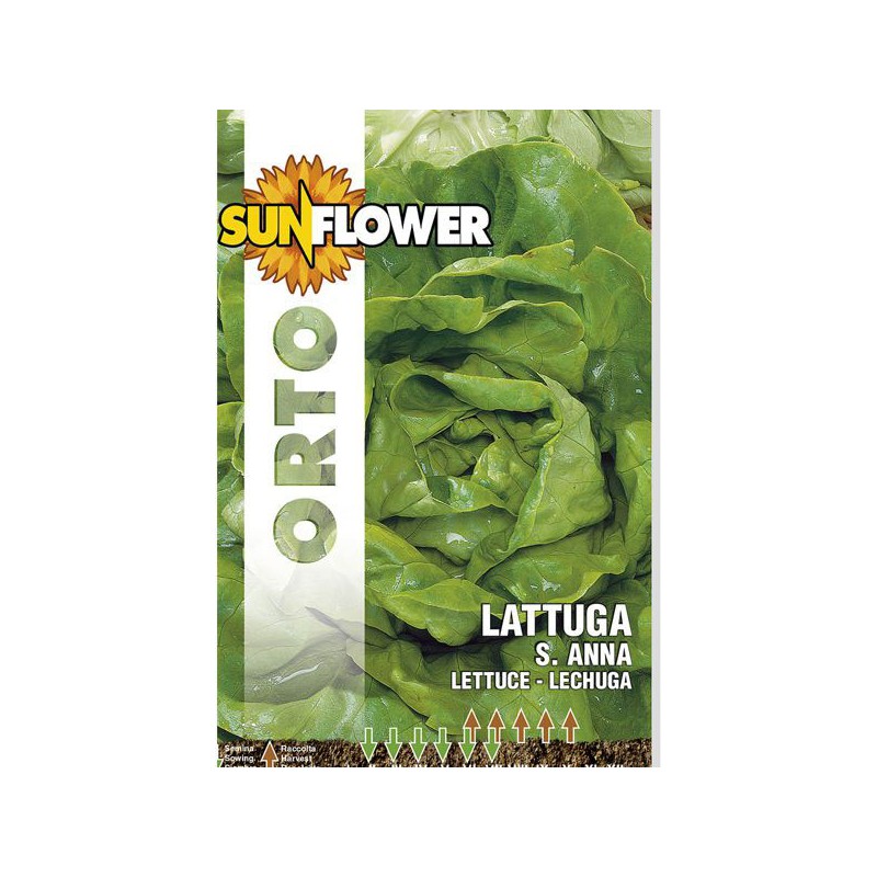 SEMENTI LATTUGA SANT'ANNA SUNFLOWER SEMENTI LATTUGA SANT'ANNA SUNFLOWER