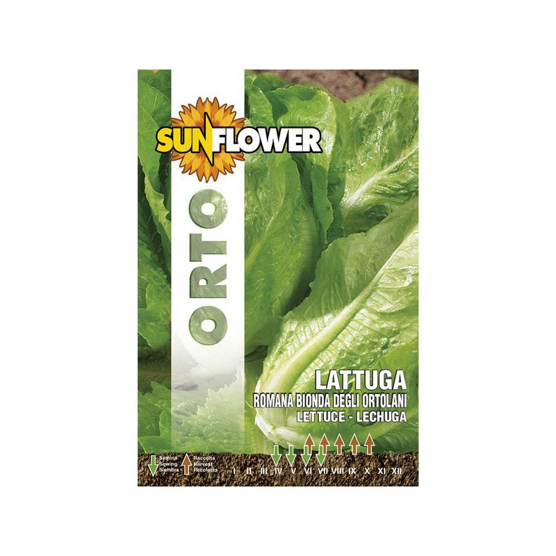 SEMENTI LATTUGA ROMANA BIONDA SUNFLOWER SEMENTI LATTUGA ROMANA BIONDA SUNFLOWER