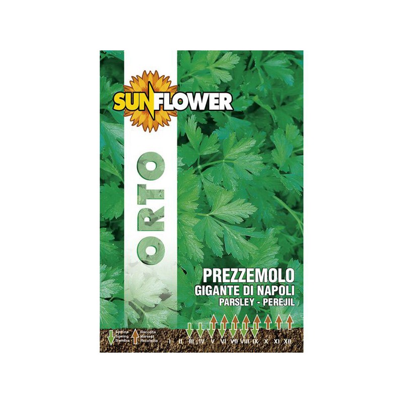 SEMENTI PREZZEMOLO GIGANTE DI NAPOLI SUNFLOWER SEMENTI PREZZEMOLO GIGANTE DI NAPOLI SUNFLOWER