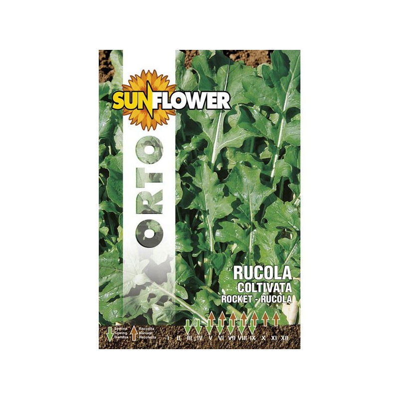 SEMENTI RUCOLA COLTIVATA FOGLIA LARGA SUNFLOWER SEMENTI RUCOLA COLTIVATA FOGLIA LARGA SUNFLOWER