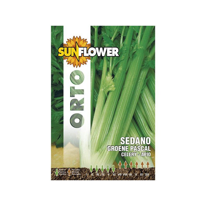 SEMENTI SEDANO VERDE PASCAL SUNFLOWER SEMENTI SEDANO VERDE PASCAL SUNFLOWER