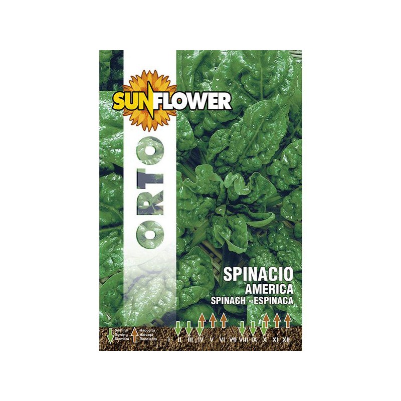 SEMENTI SPINACIO AMERICA                 SUNFLOWER