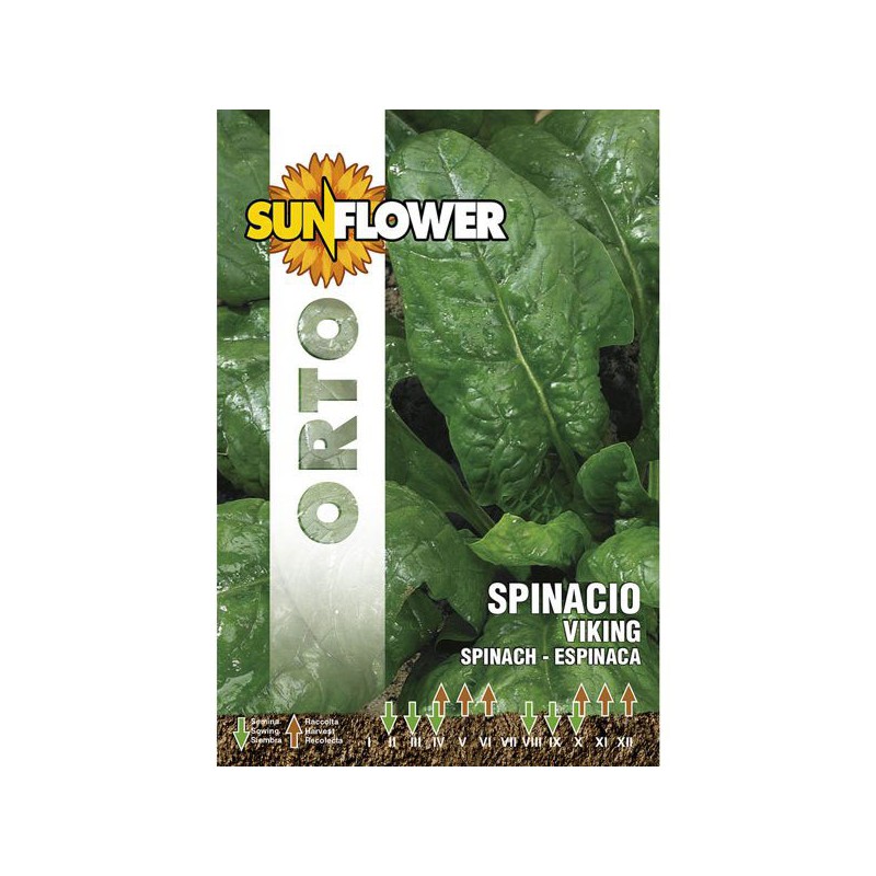 SEMENTI SPINACIO VIKING SUNFLOWER SEMENTI SPINACIO VIKING SUNFLOWER