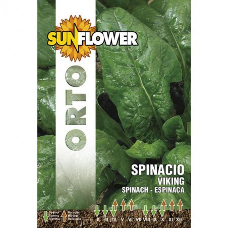 SEMENTI SPINACIO VIKING                  SUNFLOWER