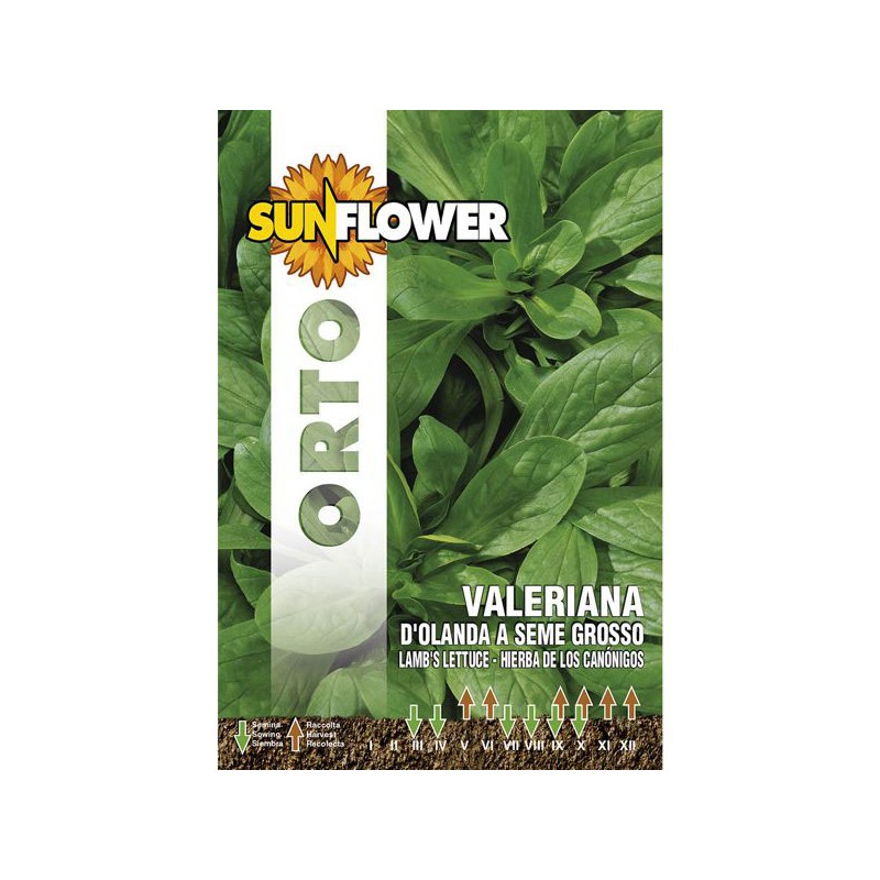 SEMENTI VALERIANA D'OLANDA               SUNFLOWER