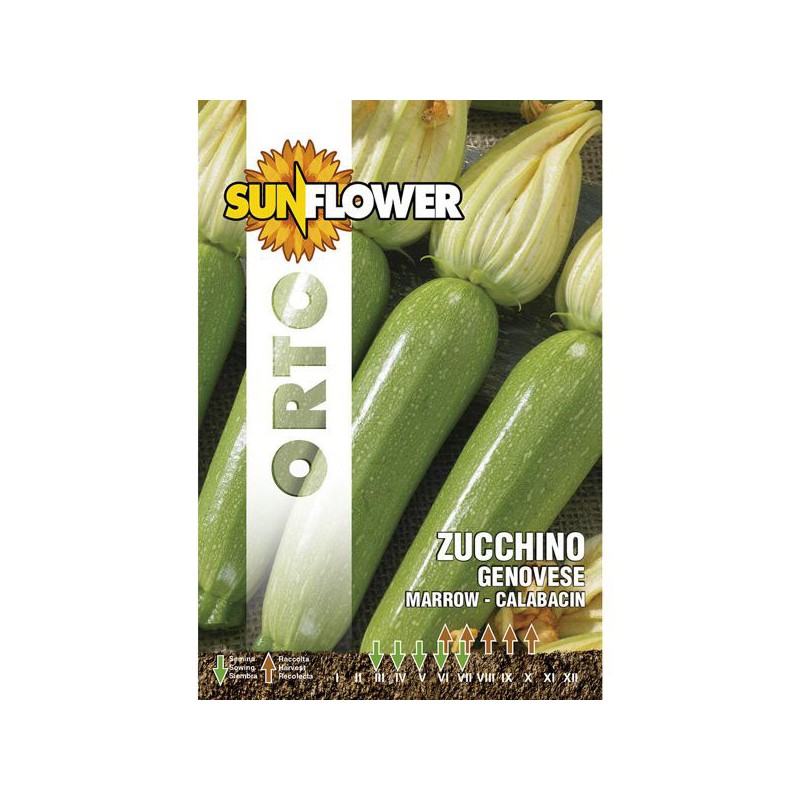 SEMENTI ZUCCHINO GENOVESE                SUNFLOWER