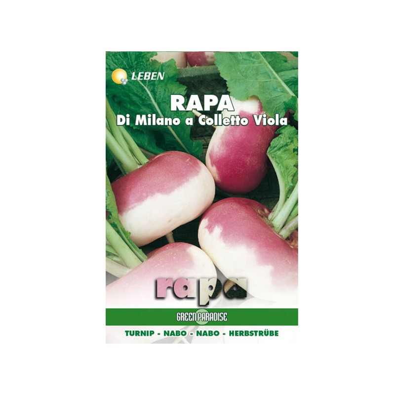 SEMENTI RAPA MILANO COLLETTO VIOLA           LEBEN